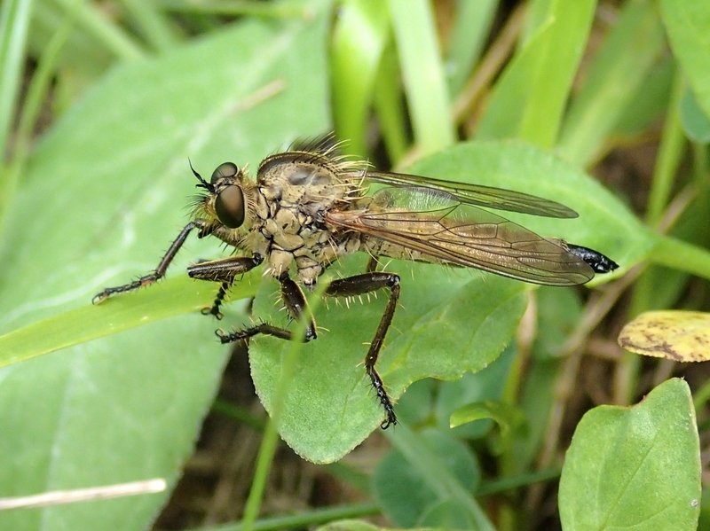 Asilidae da Id.